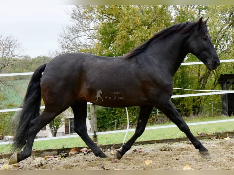 PRE Wałach 7 lat 170 cm Kara in Penne d&#xB4;Agenais