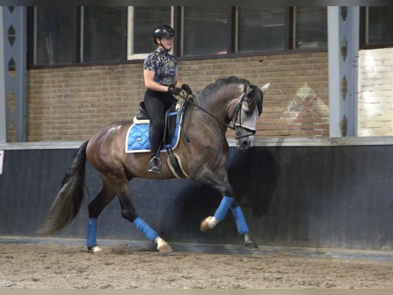PRE Mix Wałach 7 lat 170 cm Siwa jabłkowita in Wittlich