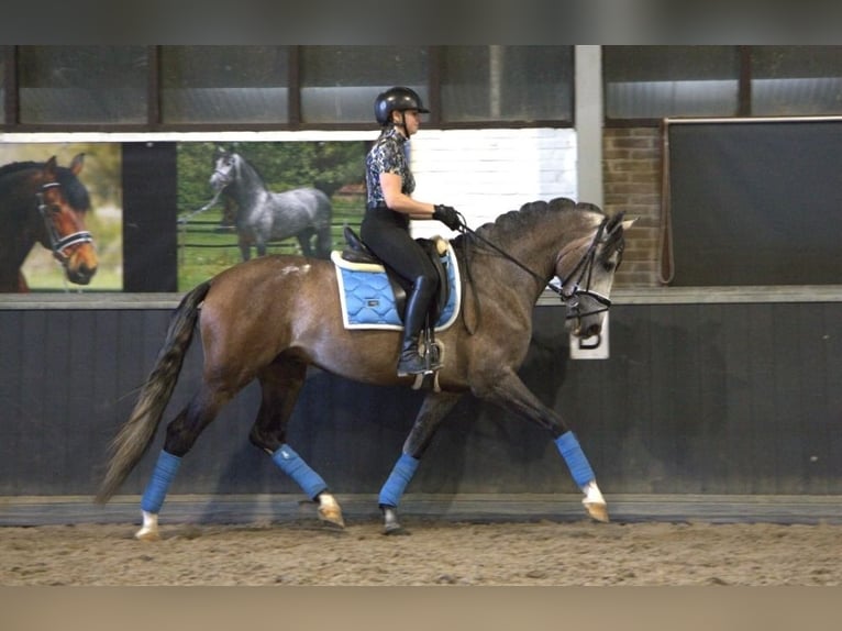 PRE Mix Wałach 7 lat 170 cm Siwa jabłkowita in Wittlich