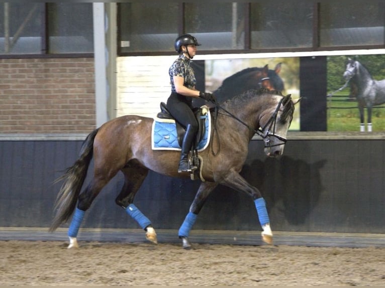 PRE Mix Wałach 7 lat 170 cm Siwa jabłkowita in Wittlich