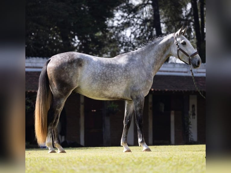 PRE Wałach 7 lat 170 cm Siwa in Höchst im Odenwald