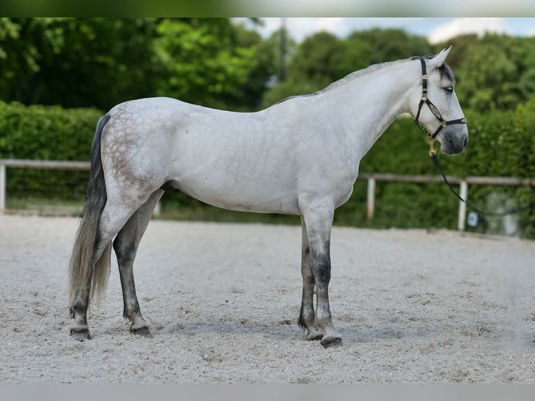 PRE Wałach 7 lat 170 cm Siwa in Neustadt (Wied)