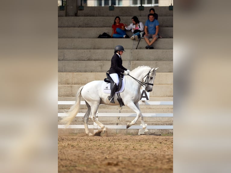 PRE Wałach 7 lat 172 cm Siwa in A Coruña