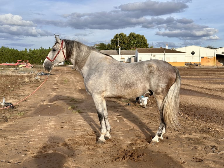 PRE Wałach 7 lat 177 cm Siwa in Galaroza (Huelva)