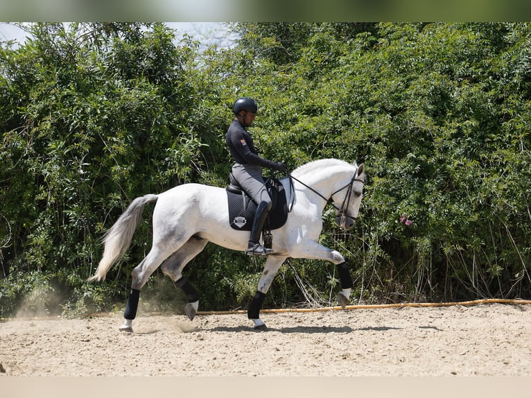 PRE Mix Wałach 7 lat Siwa in Jimena De La Frontera