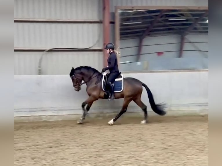 PRE Mix Wałach 8 lat 157 cm Gniada in Skødstrup