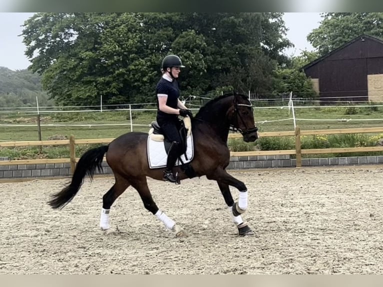 PRE Mix Wałach 8 lat 157 cm Gniada in Skødstrup