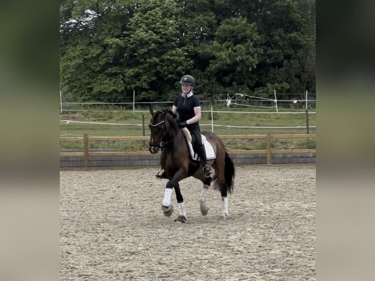 PRE Mix Wałach 8 lat 157 cm Gniada in Skødstrup