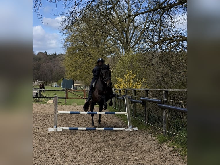 PRE Mix Wałach 8 lat 160 cm Ciemnogniada in Warnow