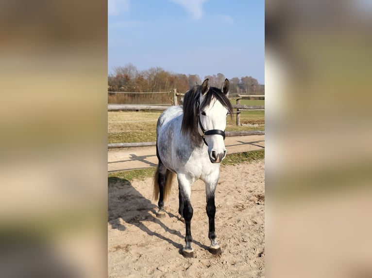 PRE Wałach 8 lat 160 cm Siwa jabłkowita in Regensburg