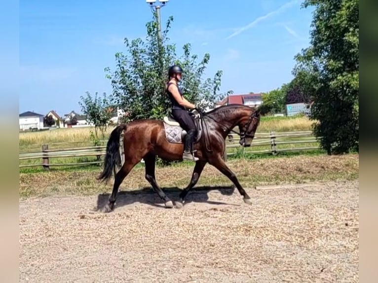 PRE Mix Wałach 8 lat 163 cm Gniada in Karlshuld