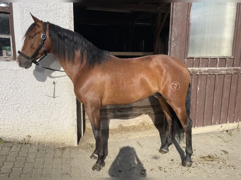 PRE Mix Wałach 8 lat 163 cm Gniada in Dorfen
