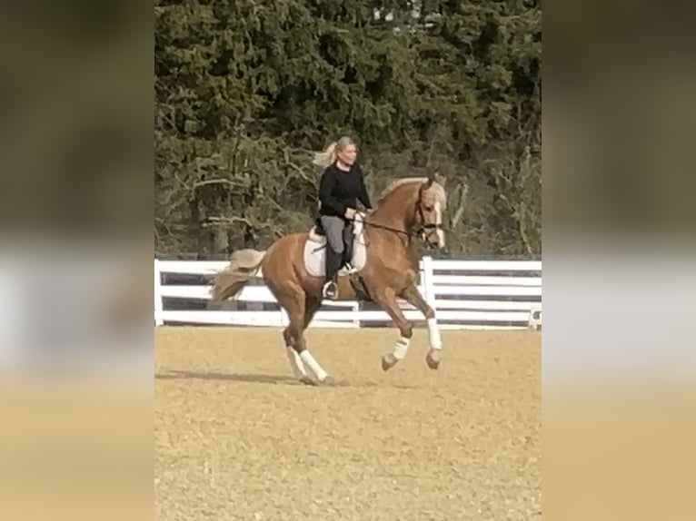 PRE Mix Wałach 8 lat 163 cm Izabelowata in Niederkrüchten