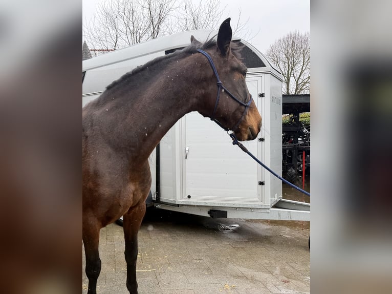 PRE Mix Wałach 8 lat 164 cm Ciemnogniada in Bad Wünnenberg
