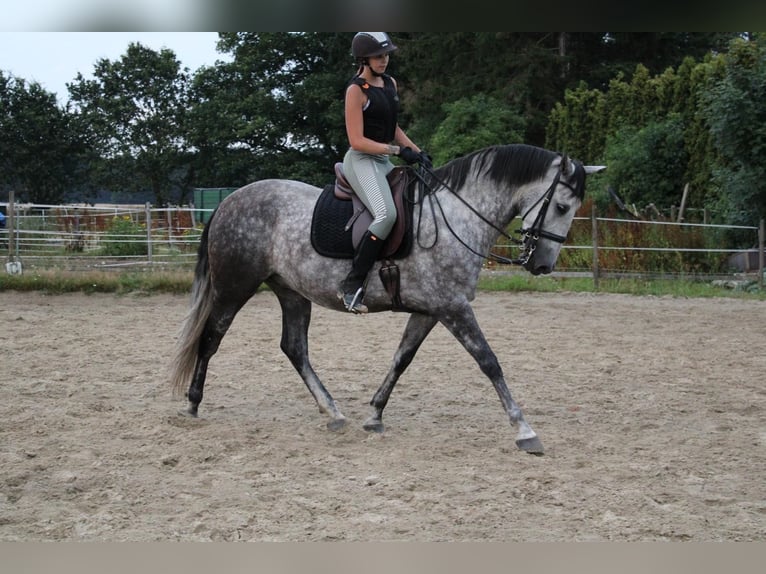 PRE Wałach 8 lat 167 cm Karosiwa in Ganderkesee