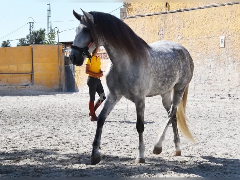 PRE Wałach 8 lat 168 cm Siwa in Provinz Malaga