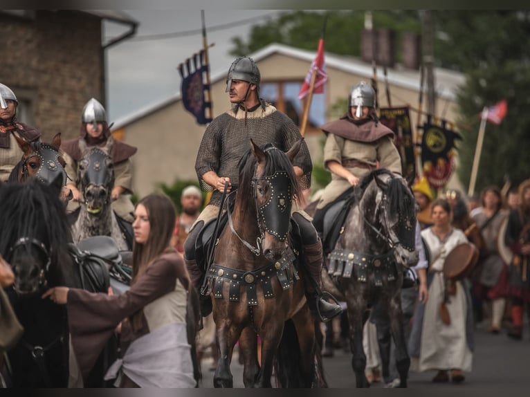 PRE Wałach 8 lat 169 cm Ciemnogniada in Santok