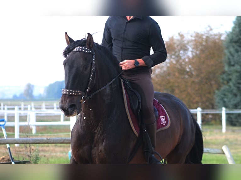 PRE Wałach 8 lat 169 cm Ciemnogniada in Santok