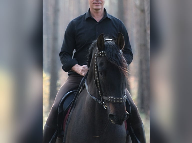 PRE Wałach 8 lat 169 cm Ciemnogniada in Santok