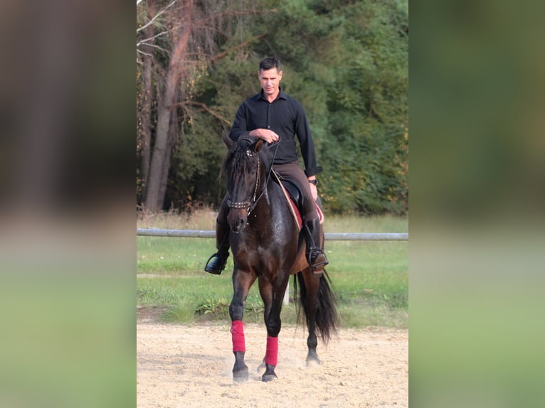 PRE Wałach 8 lat 169 cm Ciemnogniada in Santok