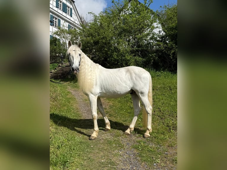 PRE Wałach 9 lat 154 cm Siwa in Neuwied