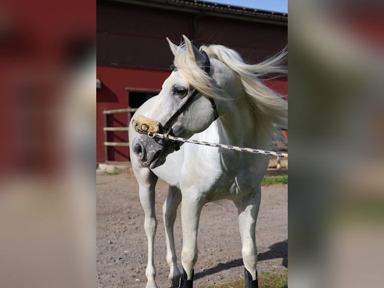 PRE Wałach 9 lat 154 cm Siwa in Neuwied