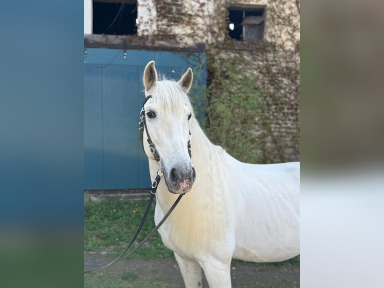 PRE Wałach 9 lat 154 cm Siwa in Neuwied