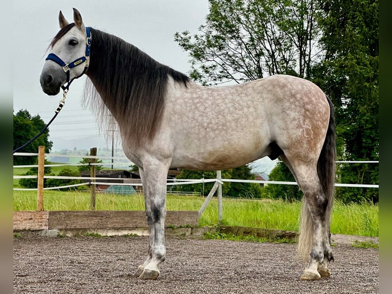 PRE Mix Wałach 9 lat 155 cm Siwa in Baar