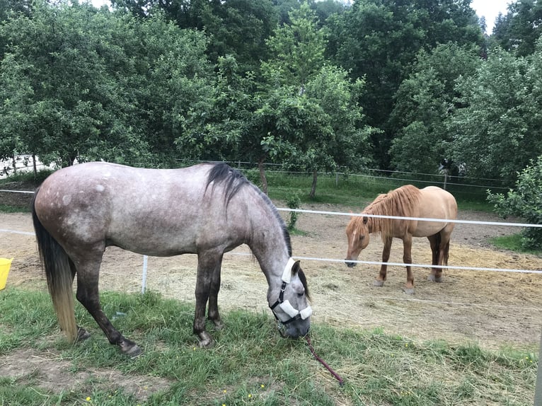 PRE Wałach 9 lat 157 cm Siwa jabłkowita in Bundenbach