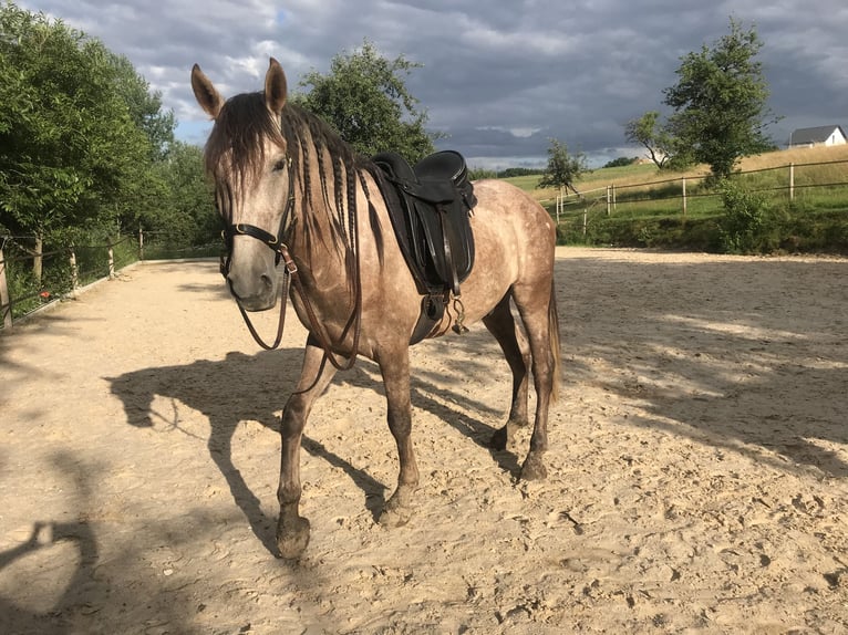 PRE Wałach 9 lat 157 cm Siwa jabłkowita in Bundenbach