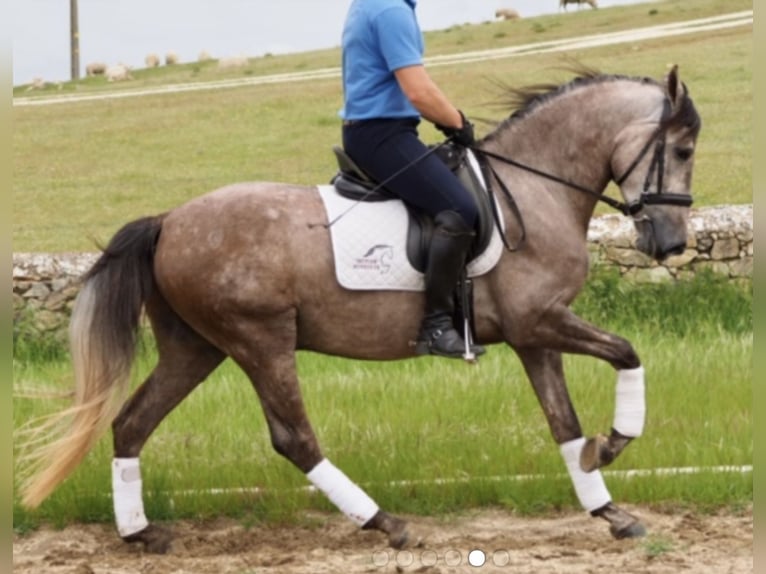 PRE Wałach 9 lat 157 cm Siwa jabłkowita in Bundenbach