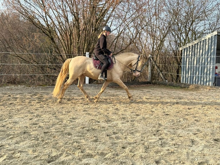 PRE Wałach 9 lat 161 cm Perlino in St. Ursen