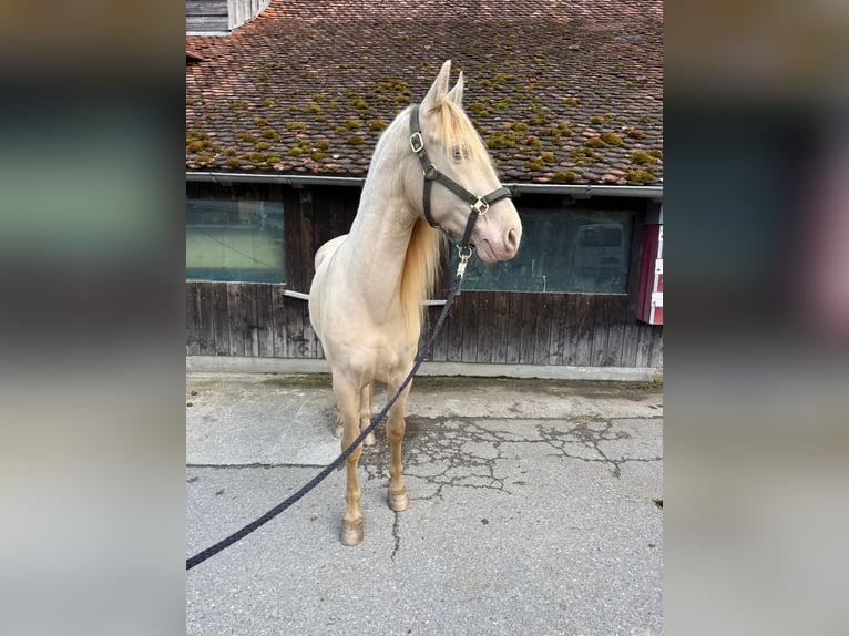 PRE Wałach 9 lat 161 cm Perlino in St. Ursen