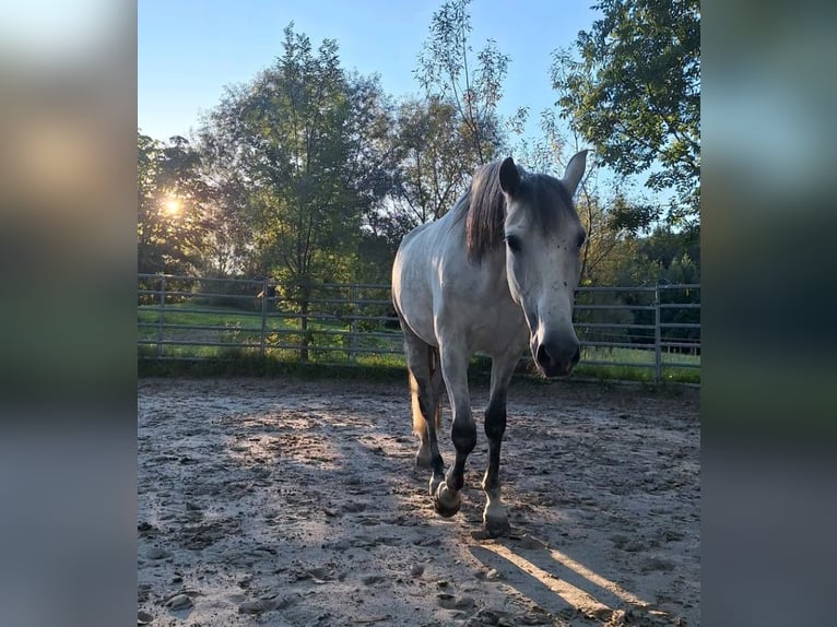 PRE Mix Wałach 9 lat 164 cm Siwa in Düsseldorf