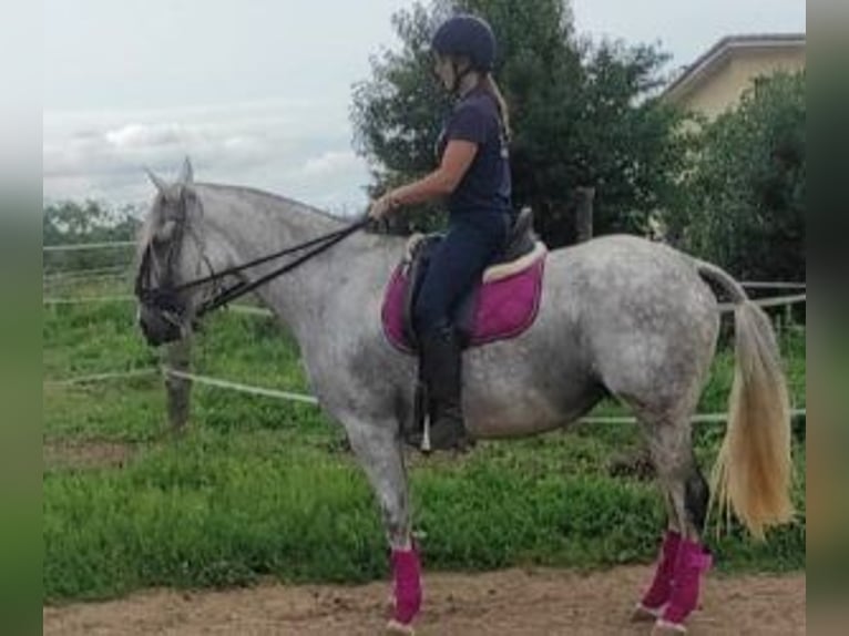 PRE Mix Wałach 9 lat 164 cm Siwa in Gijon