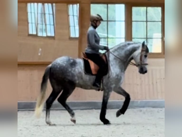 PRE Wałach 9 lat 165 cm Siwa jabłkowita in Balingen