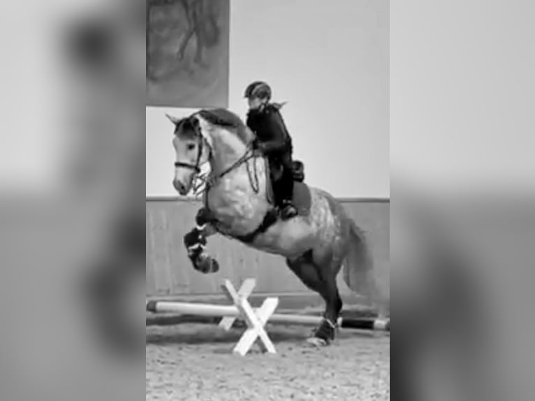 PRE Wałach 9 lat 165 cm Siwa jabłkowita in Balingen