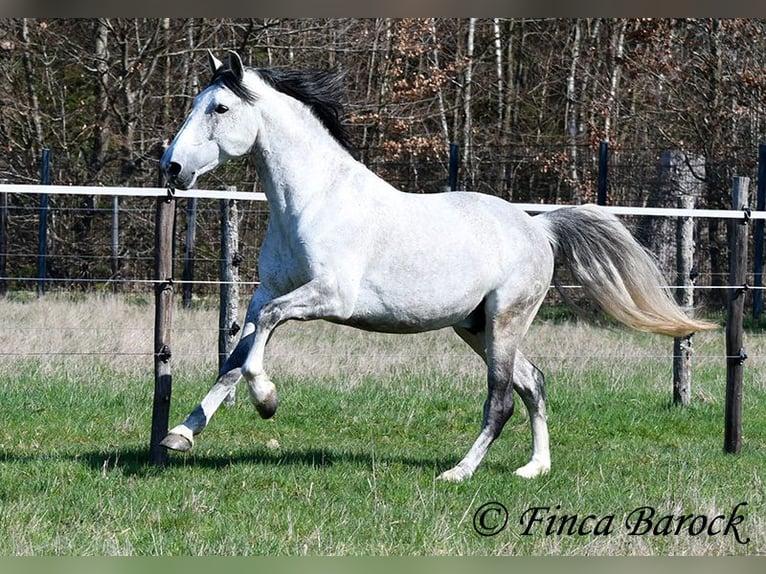 PRE Mix Wałach 9 lat 165 cm Siwa in Wiebelsheim
