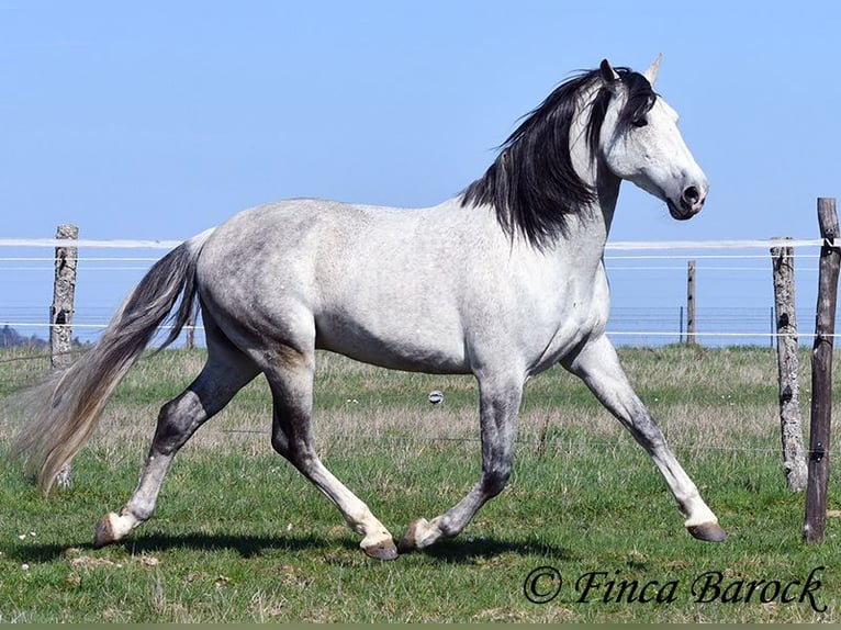 PRE Mix Wałach 9 lat 165 cm Siwa in Wiebelsheim
