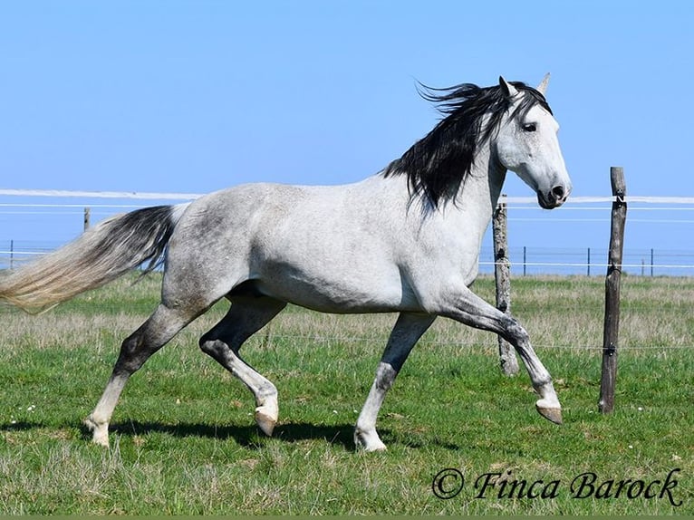 PRE Mix Wałach 9 lat 165 cm Siwa in Wiebelsheim