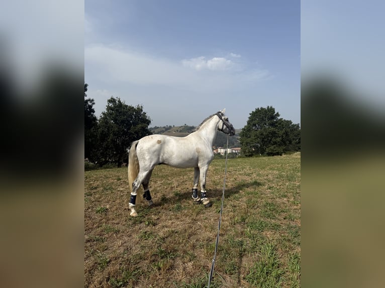 PRE Wałach 9 lat 165 cm Siwa in Solares