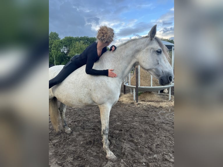 PRE Wałach 9 lat 165 cm Siwa w hreczce in Heiloo