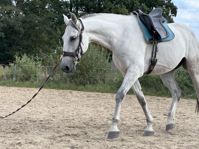 PRE Mix Wałach 9 lat 165 cm Siwa in Leegebruch
