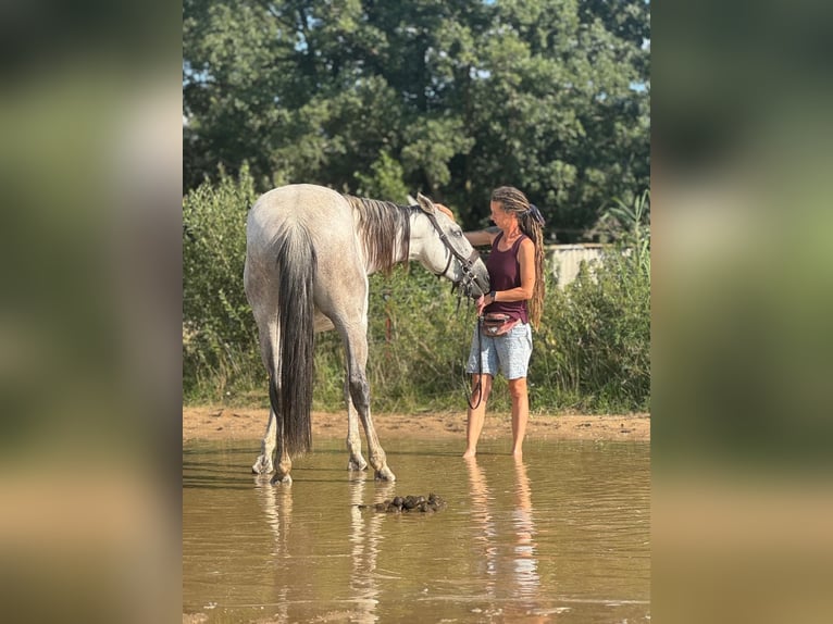 PRE Mix Wałach 9 lat 165 cm Siwa in Leegebruch