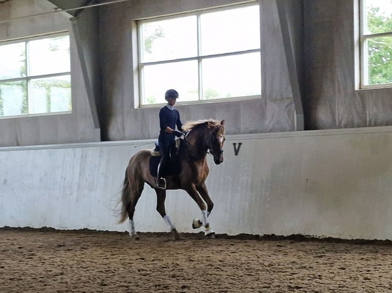 PRE Mix Wałach 9 lat 166 cm Ciemnokasztanowata in Varberg