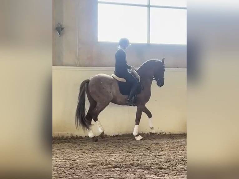 PRE Mix Wałach 9 lat 166 cm Ciemnokasztanowata in Varberg