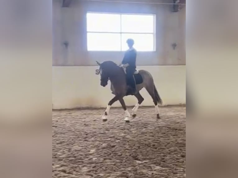PRE Mix Wałach 9 lat 166 cm Ciemnokasztanowata in Varberg