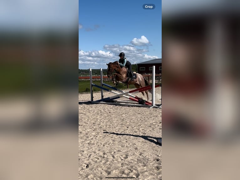 PRE Mix Wałach 9 lat 166 cm Ciemnokasztanowata in Varberg