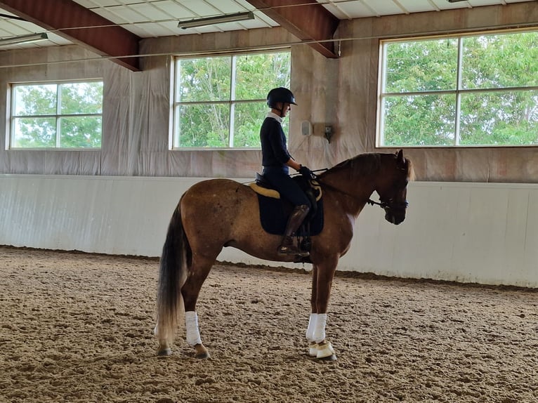 PRE Mix Wałach 9 lat 166 cm Ciemnokasztanowata in Varberg