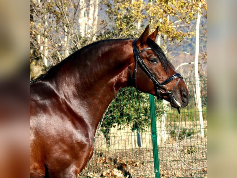 PRE Wałach 9 lat 167 cm Gniada in Valldoriolf (Vilanova Del Valles)